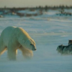 isbjörn hundar