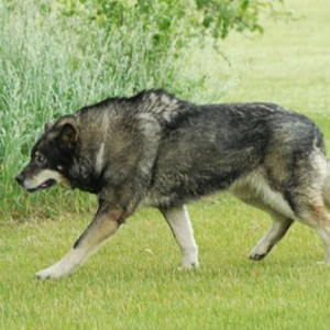 varghund hybrid varg hund